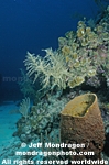 Netted Barrel Sponge photos