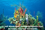 Reef Colors photos