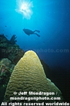 Brain Coral images