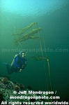 Diver and Bull Kelp images