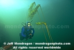Diver and Bull Kelp photos