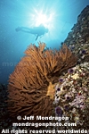 Diver & Gorgonian pictures