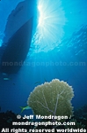 Diver & Shipwreck images