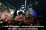 Diver Photographing images