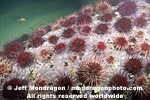 Red Sea Urchins photos