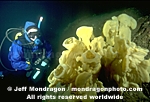 Diver & Cloud Sponge photos