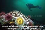 Fish-Eating Urticina photos