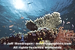 Coral Reef pictures
