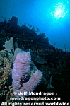 Azure Vase Sponge photos
