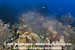 Coral and Sponges Spawning pictures