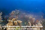 Coral and Sponges Spawning photos