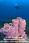 Brown Tube Sponge photos