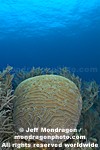 Brain Coral photos