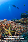 Diver swimming over reef pictures