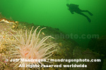 Scuba Diver pictures