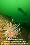 Scuba Diver photos