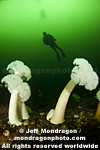 Scuba Diver photos
