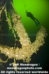Scuba Diver photos