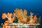 Soft Coral on Tropical Reef photos