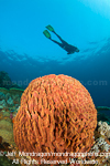 Diver over Giant barrel sponge pictures