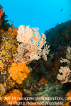 Tropical Coral Reef pictures