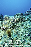 Brittle star barrens images