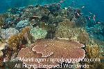 Tropical Coral Reef images