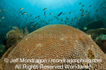 brain coral on Tropical Coral Reef pictures