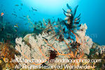 Tropical Coral Reef pictures