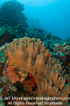 Tropical Coral Reef pictures