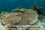 Staghorn coral on Coral Reef pictures