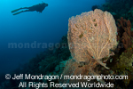 Scuba diver over sea fan pictures
