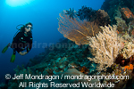 Scuba diver over tropical coral reef photos