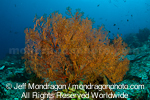 Tropical Coral Reef pictures