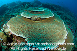 Staghorn coral images